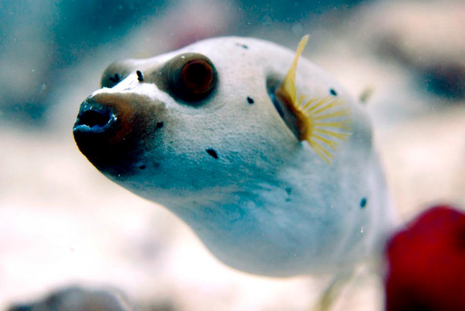 Marine Life around the Gili Islands, Indonesia