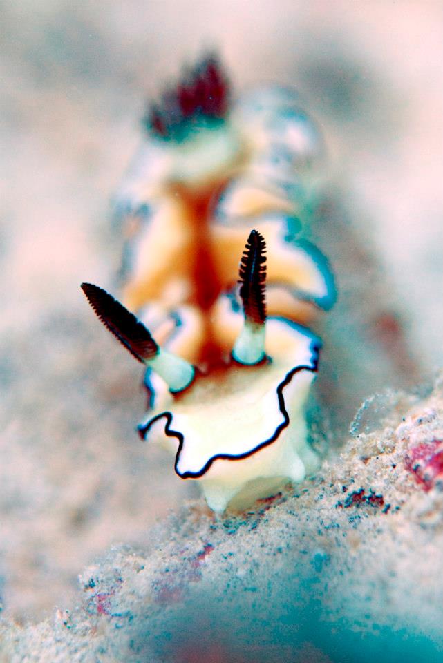 Marine Life around the Gili Islands, Indonesia