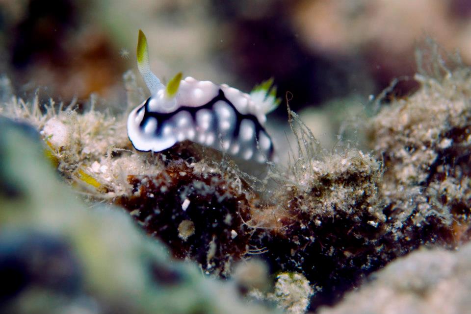 Marine Life around the Gili Islands, Indonesia