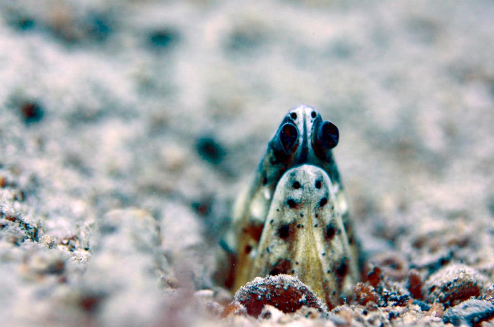 Marine Life around the Gili Islands, Indonesia