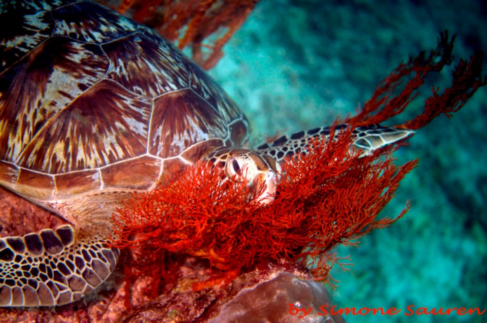 Marine Life around the Gili Islands, Indonesia