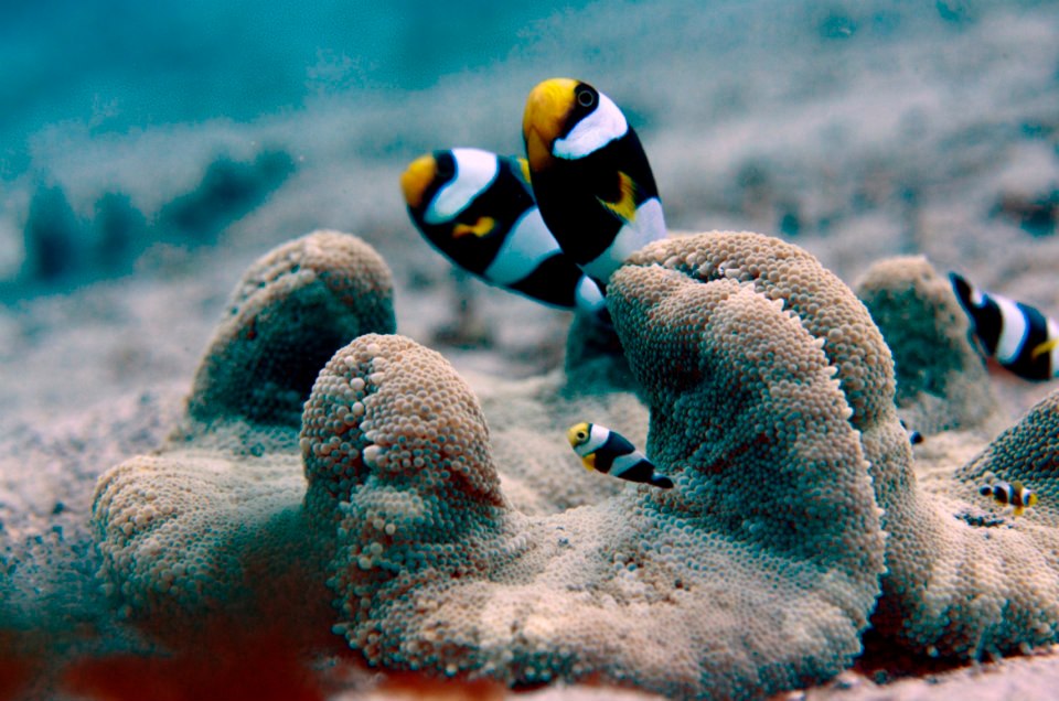 Marine Life around the Gili Islands, Indonesia