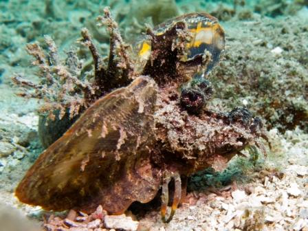 Marine life around the Gili Islands Lombok Indonesia