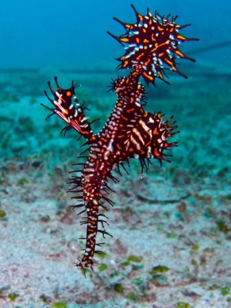 Marine life around the Gili Islands Lombok Indonesia