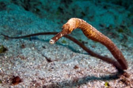 Marine life Gili Islands Lombok Indonesia