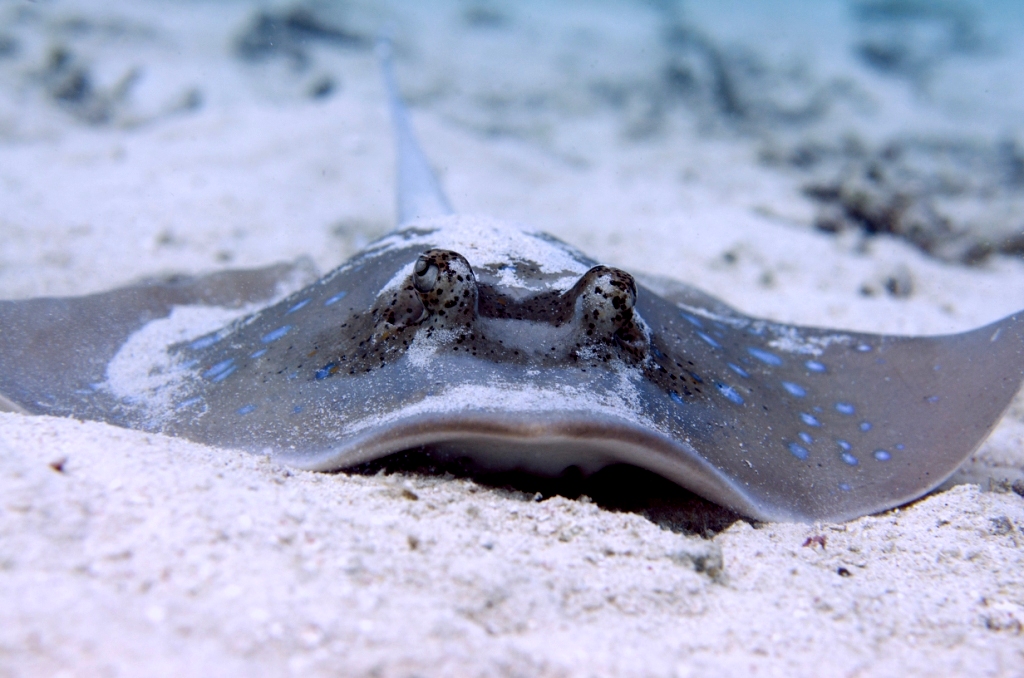 Marine life Gili Islands Lombok Indonesia