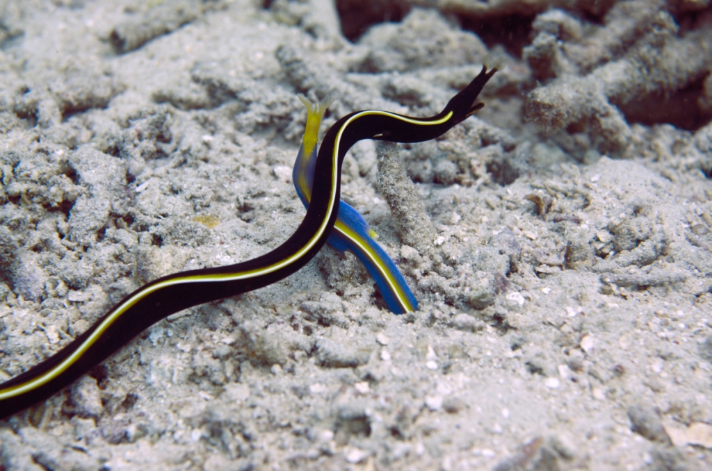 Marine life Gili islands Lombok Indonesia