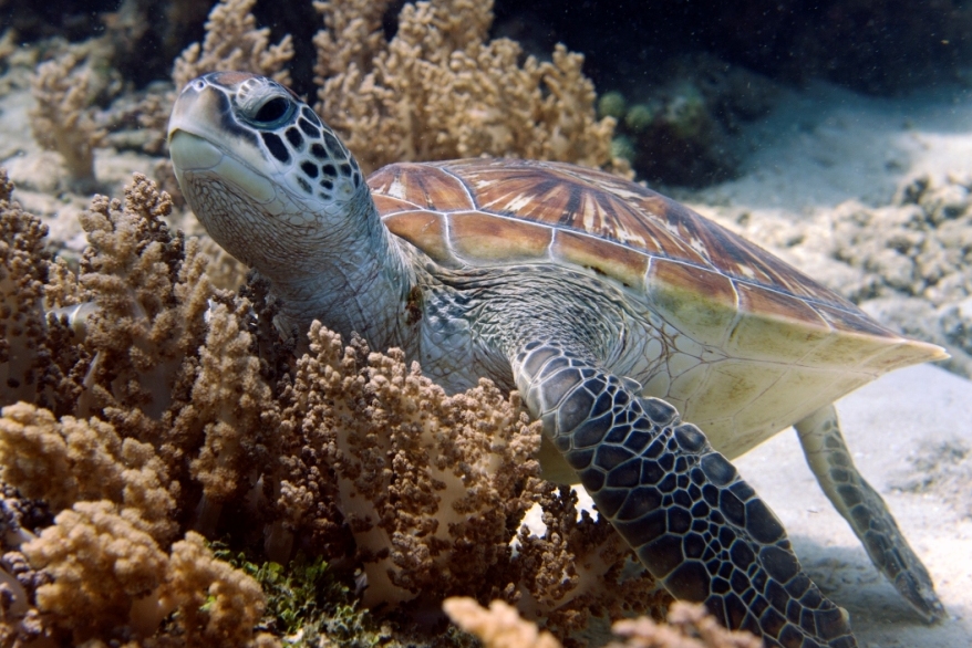 Marine Life Gili Islands Lombok Indonesia