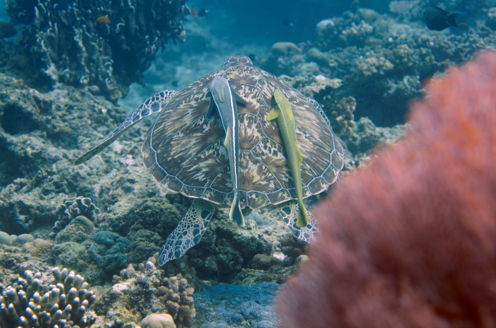 Marine life Gili Islands Lombok Indonesia