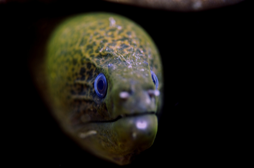 Marine life Gili Islands