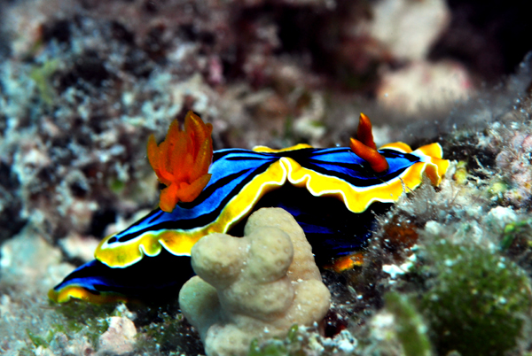 marion reefs Nudi