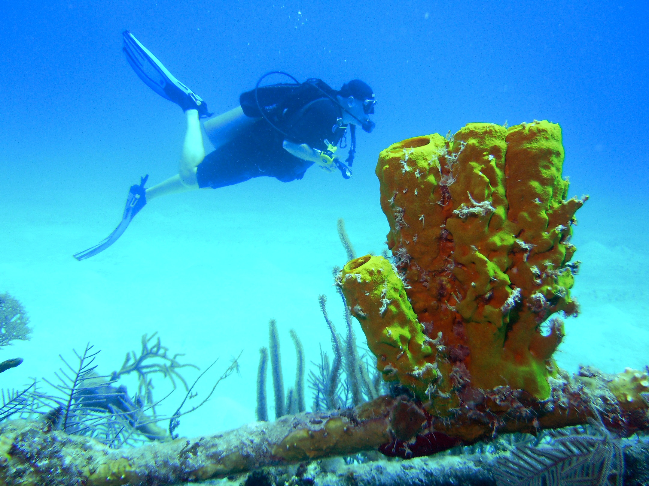 Mark with Sponges