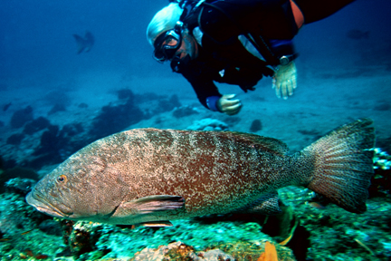 Mark_Rayor_with_Broomtail_Grouper_low_res