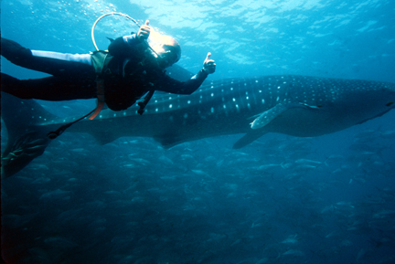 Mark_Rayor_with_whale_shark