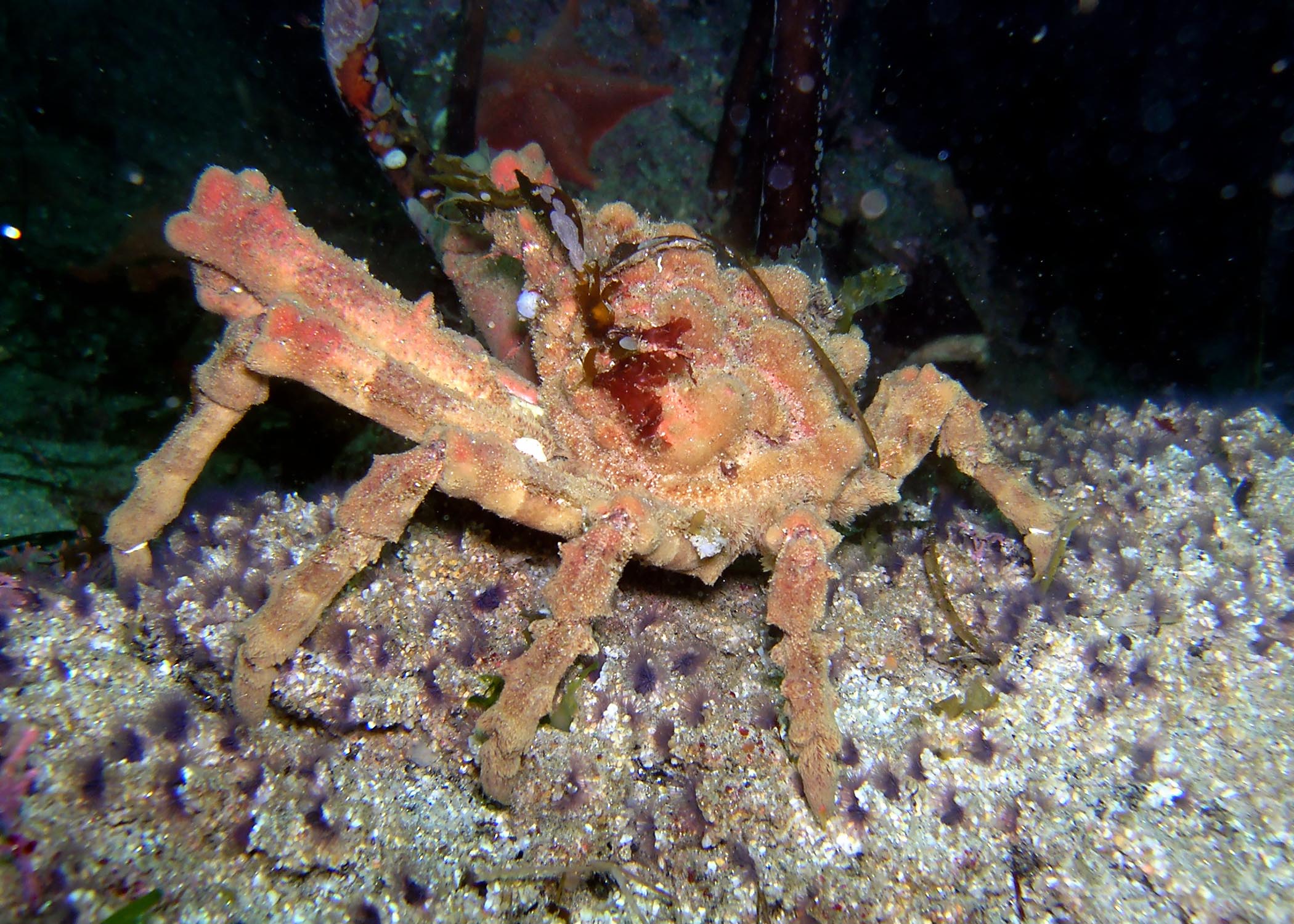 Martin_King_Crab