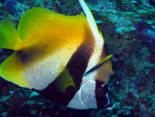 Masked Bannerfish