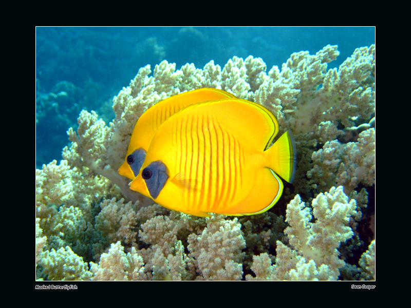 Masked Butterflyfish