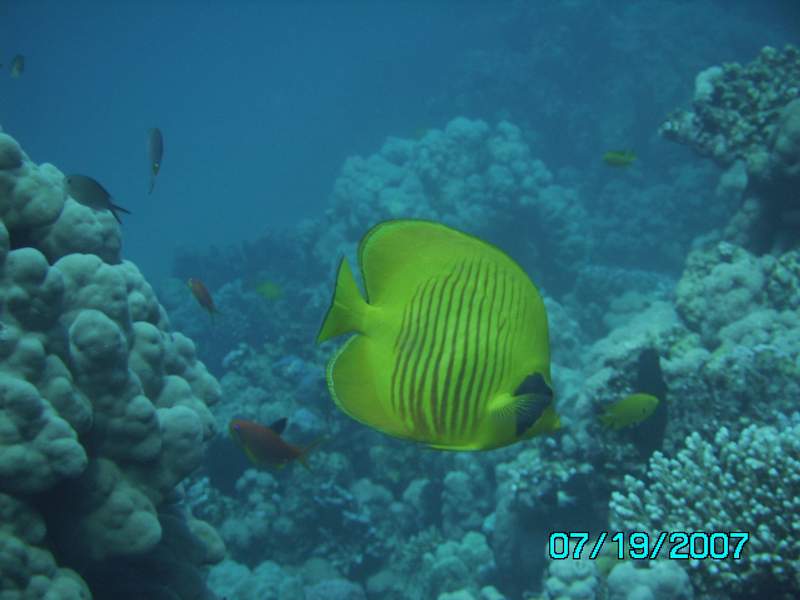 masked butterlyfish