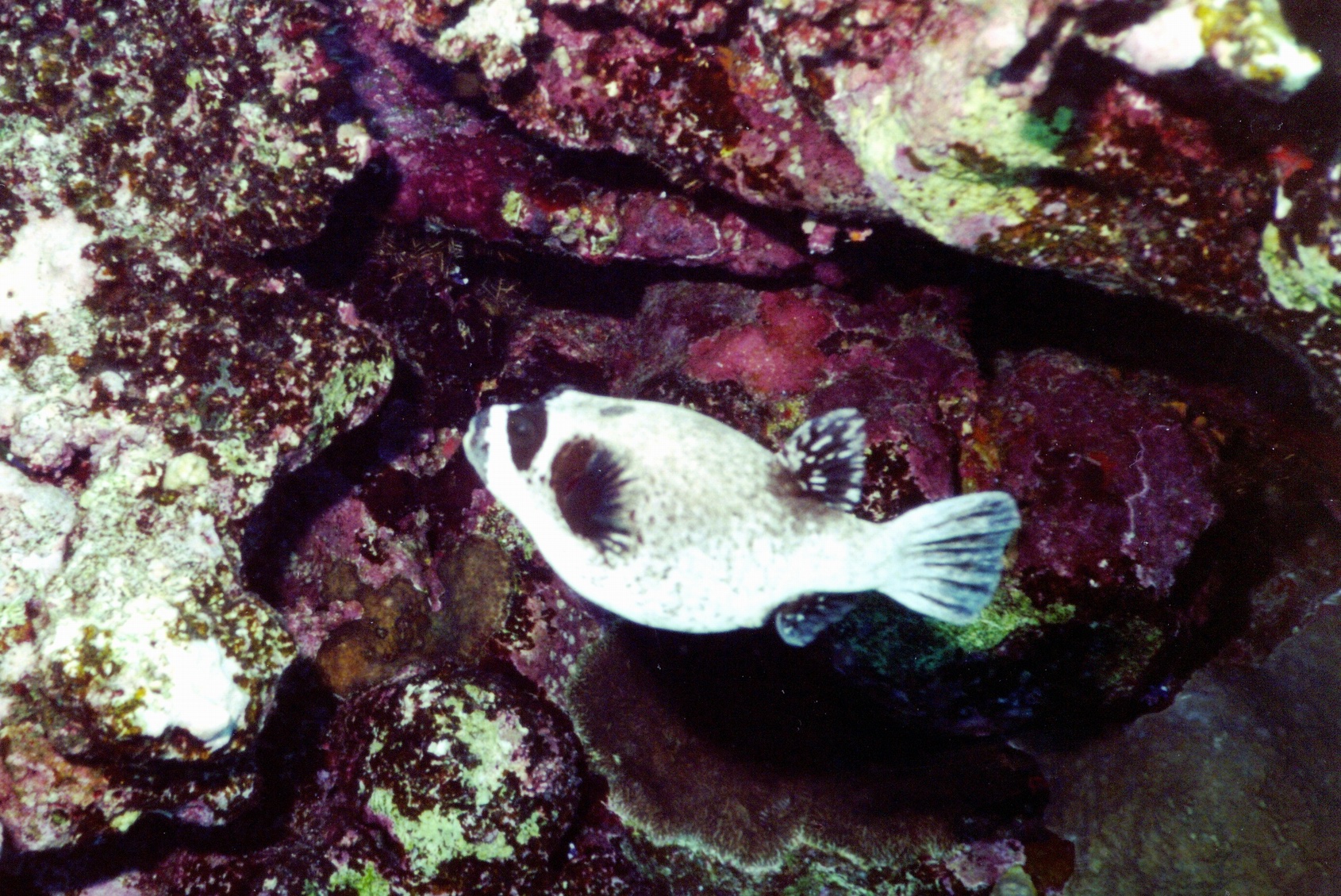 masked puffer