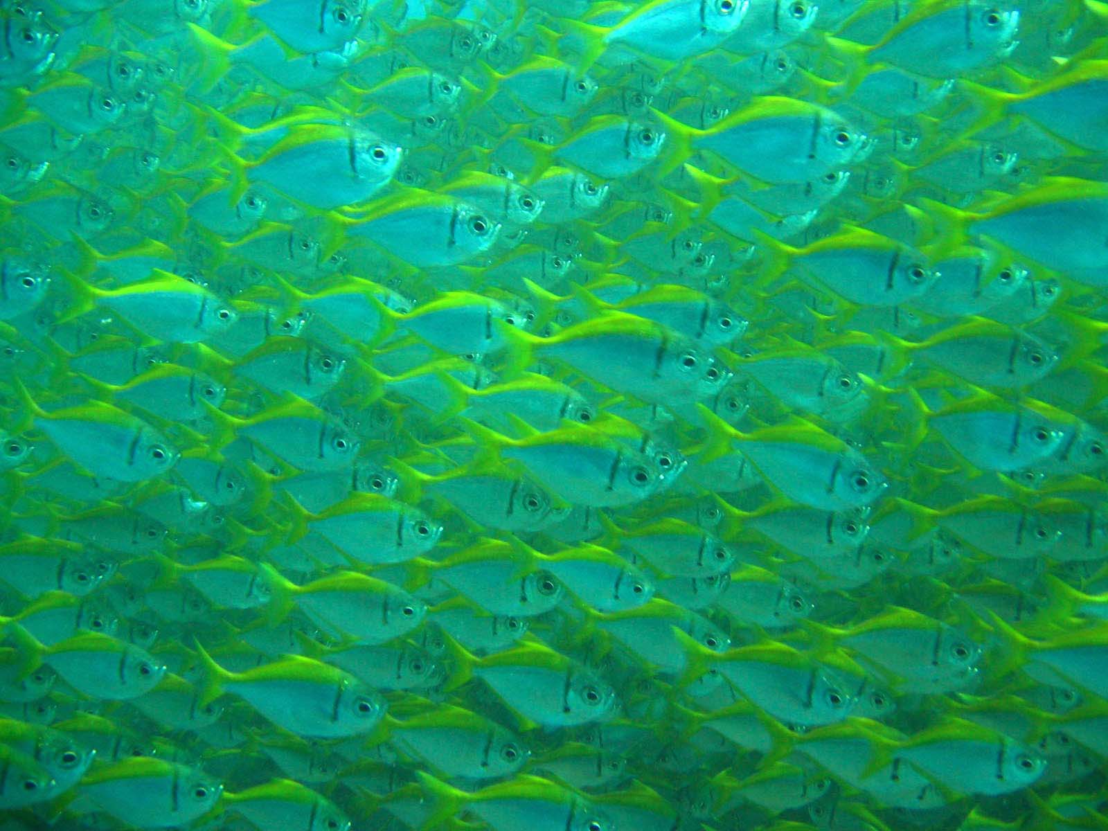 Massive Wall of Fish