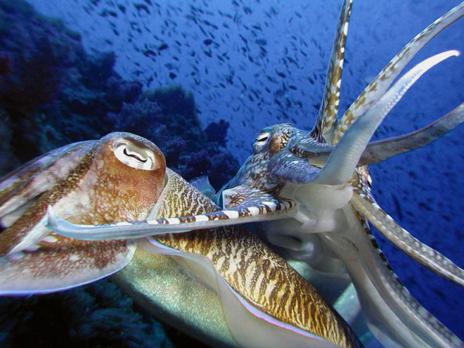 Mating Cuttle Fish