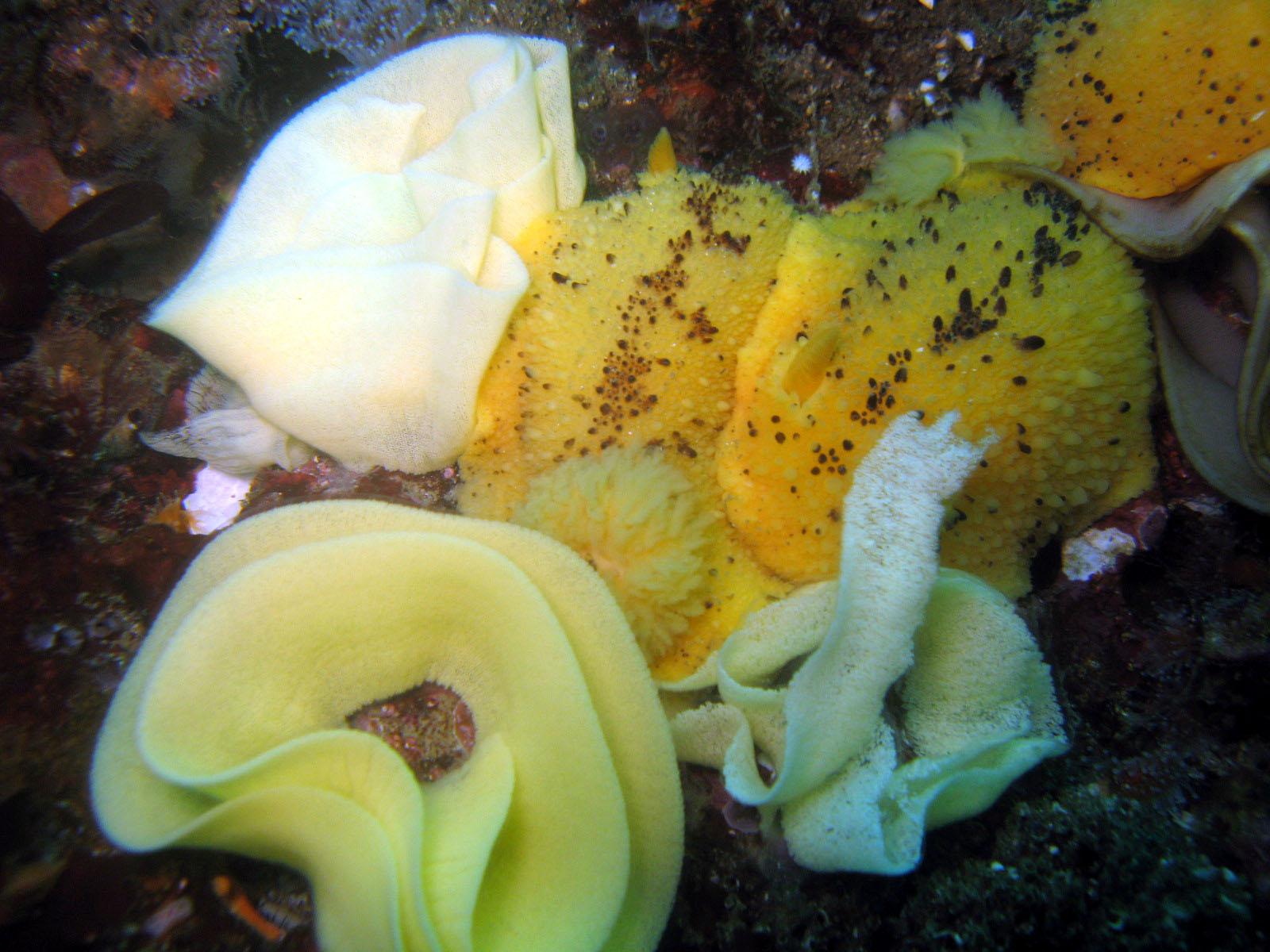 Mating Doris (Doris montereyensis) and eggs