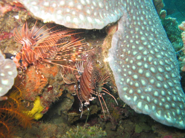 Mating lionfish?