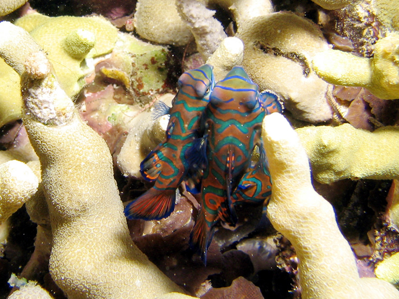 Mating Mandarin Fish