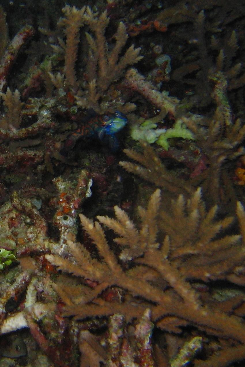 Mating mandarin fish