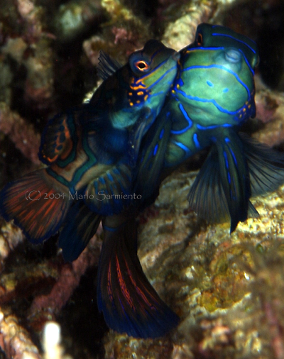 Mating Mandarinfish