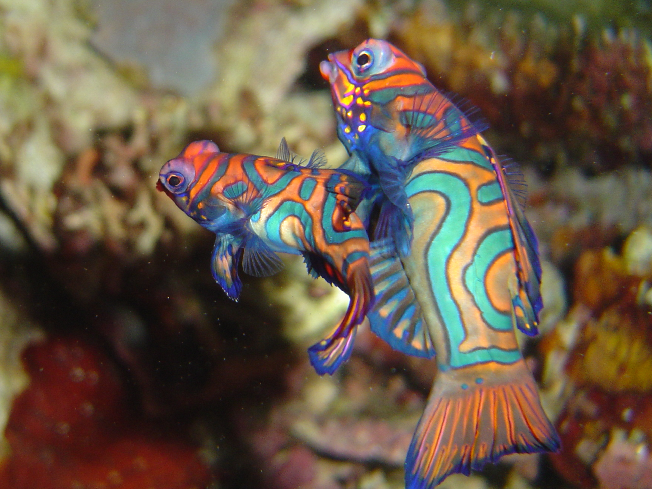 mating mandarinfishes