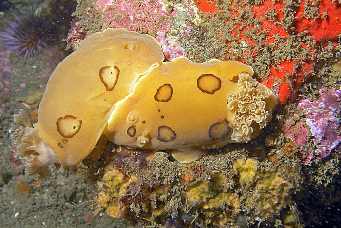 Mating Nudibranchs