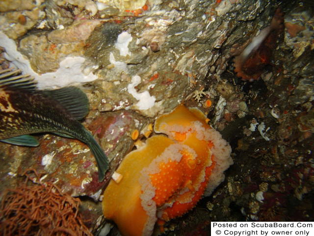 Mating Orange Peel Nudibranchs