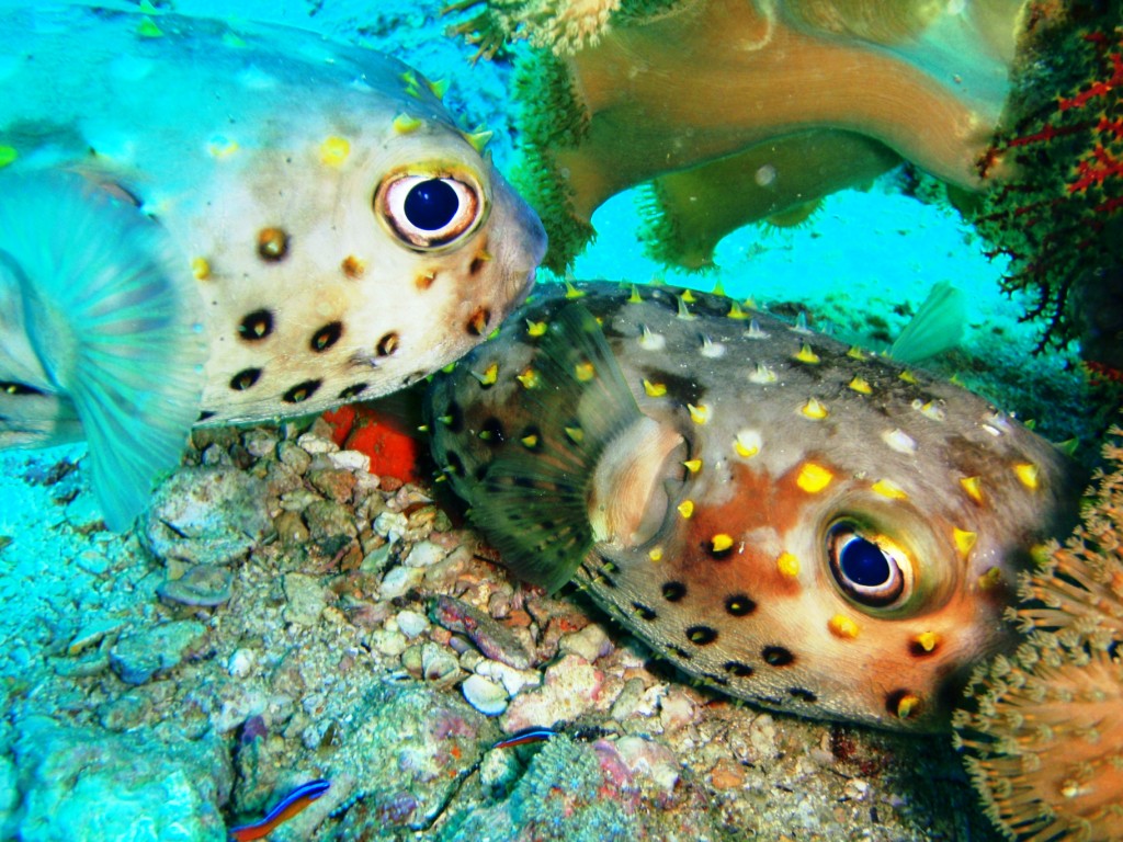 mating Pufferfish