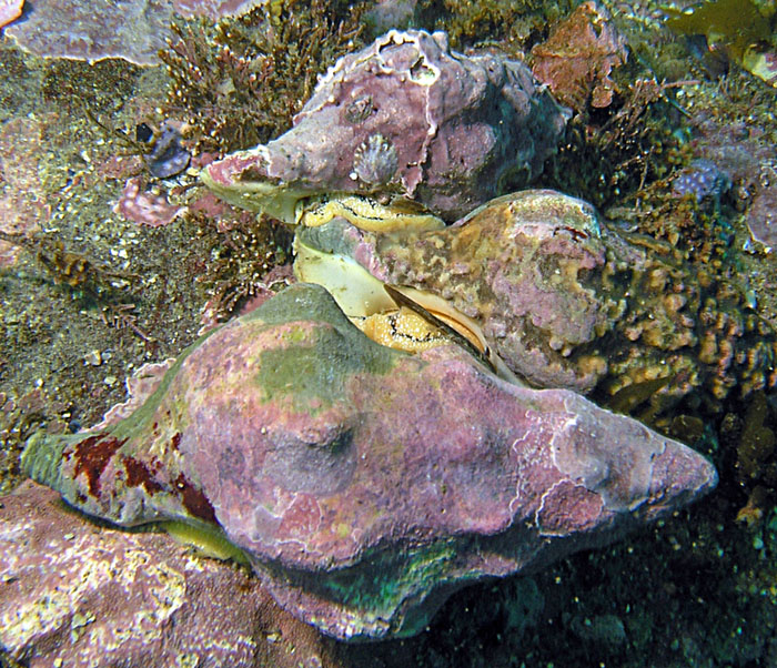 Mating Snails (3 Snails)