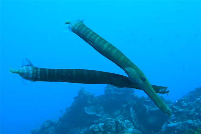 Mating Trumpets 2