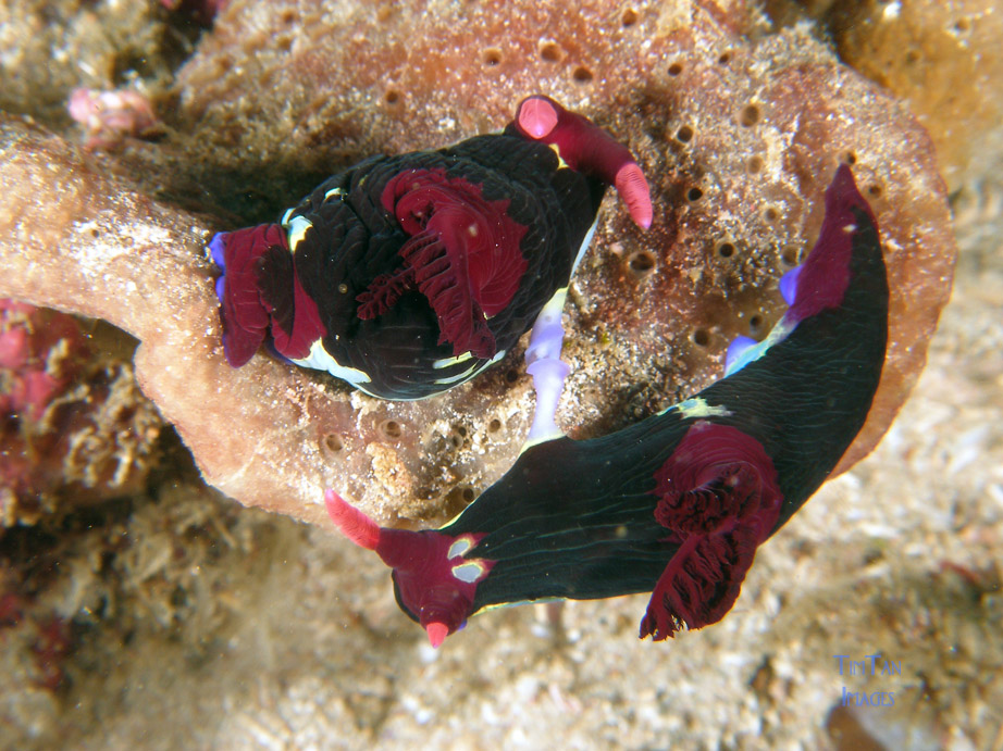 mating_nembrotha_2