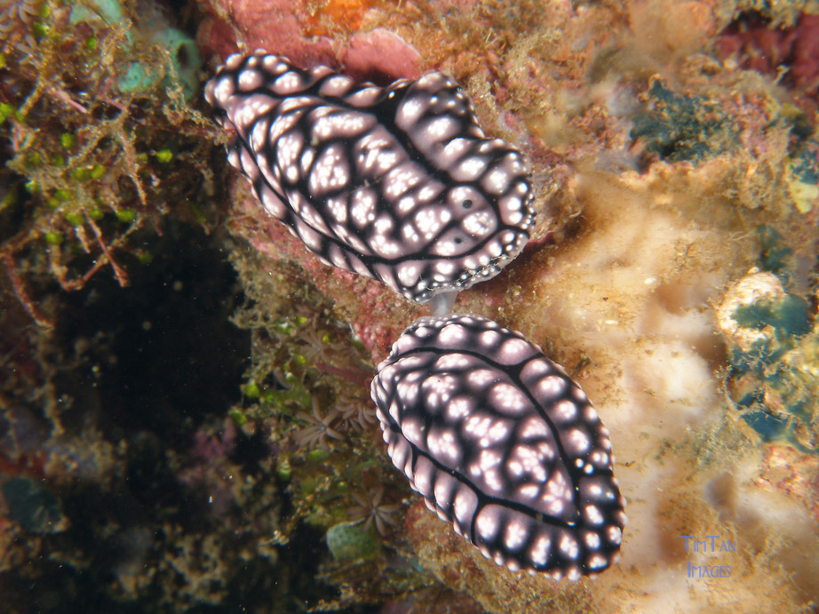 mating_nudis1