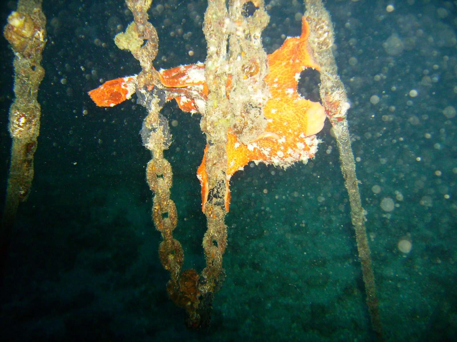 Maui frogfish