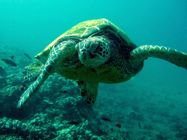 Maui Green Sea Turtle