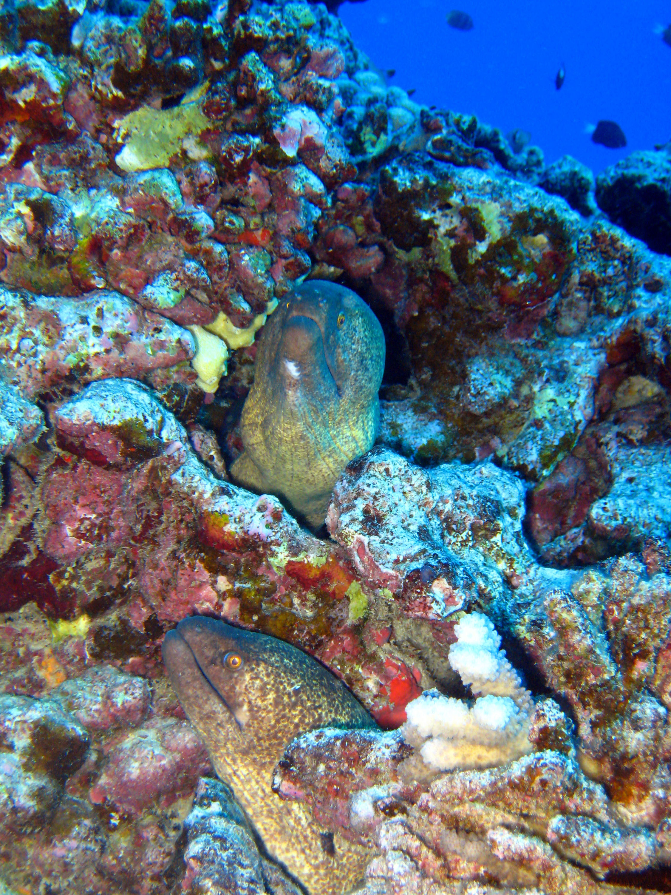 Maui Morays