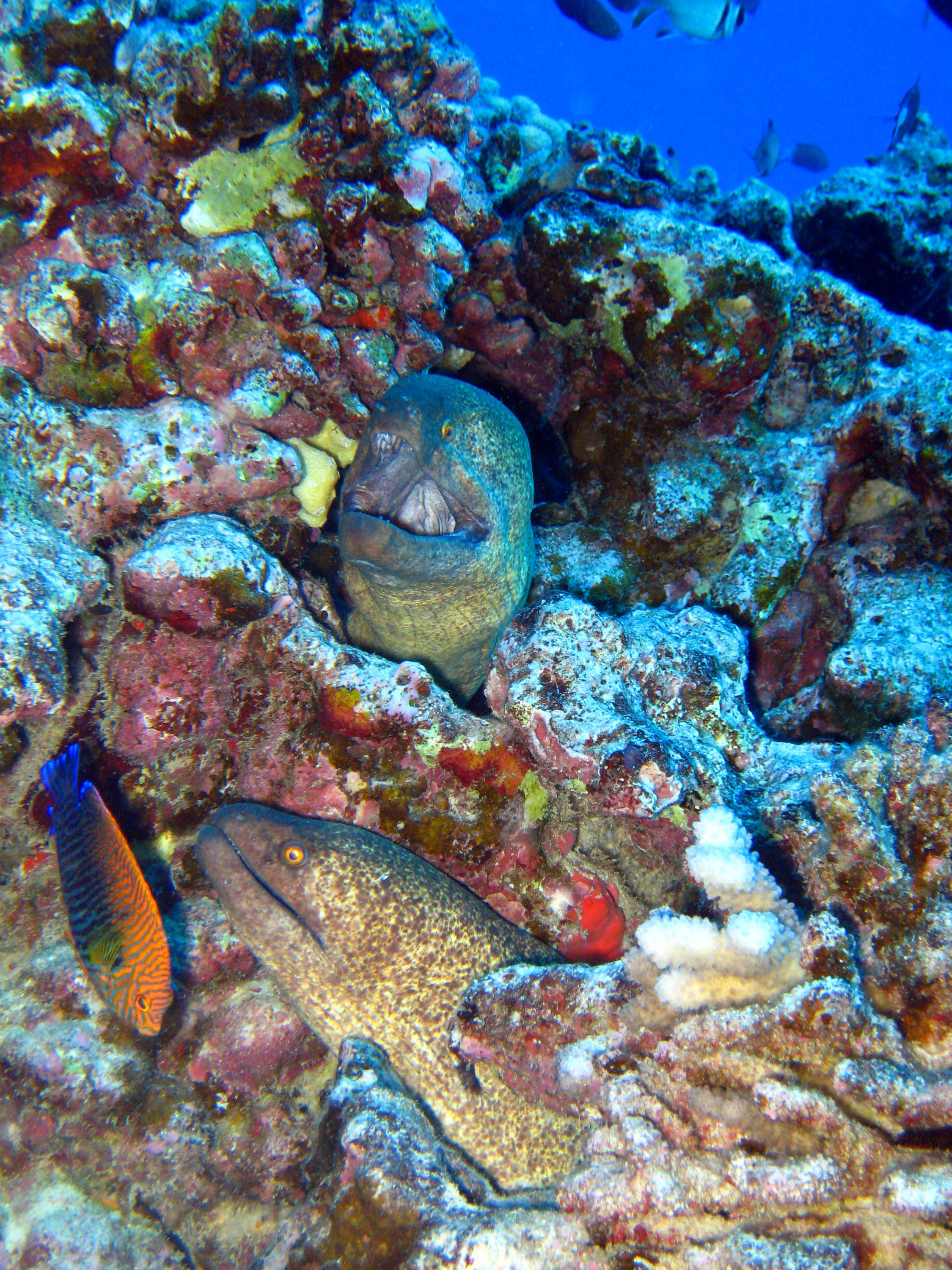 Maui Morays