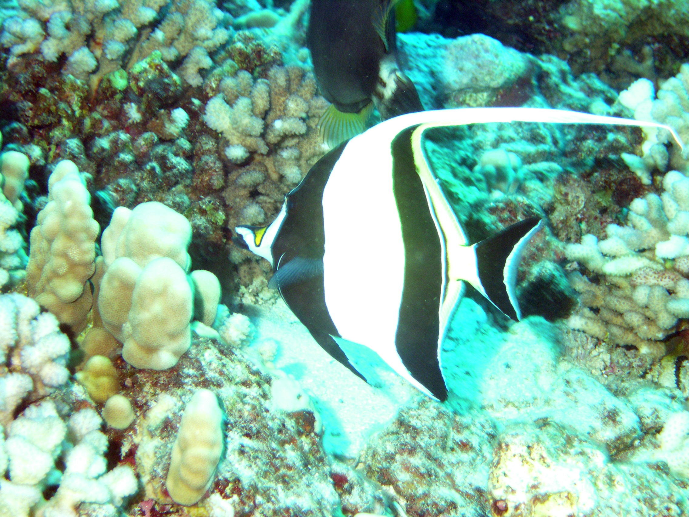 maui reef fish