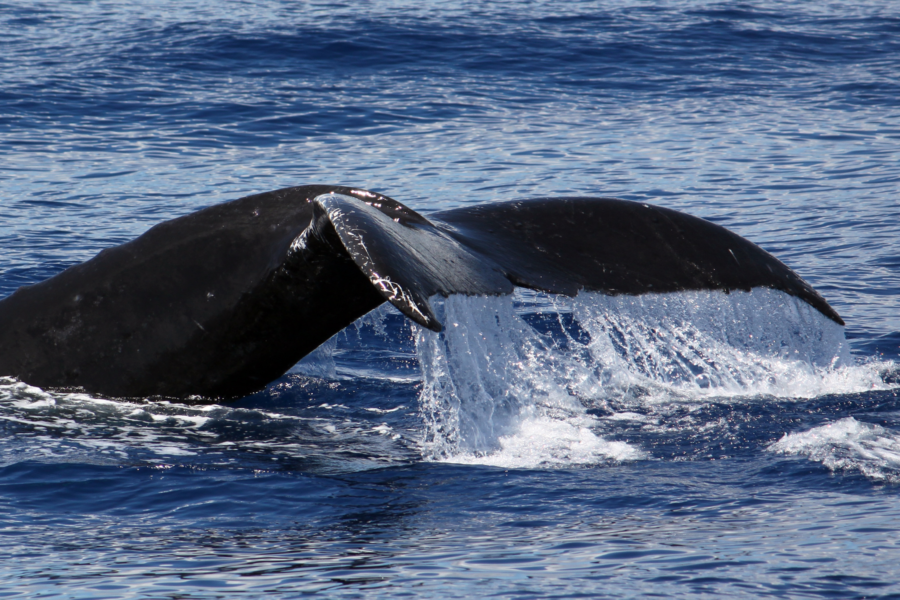 Maui Whale