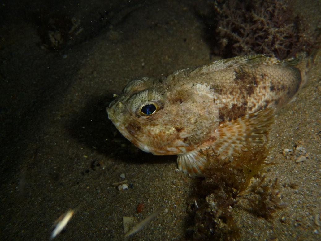 Maxillicosta scabriceps (Little scorpion fish)