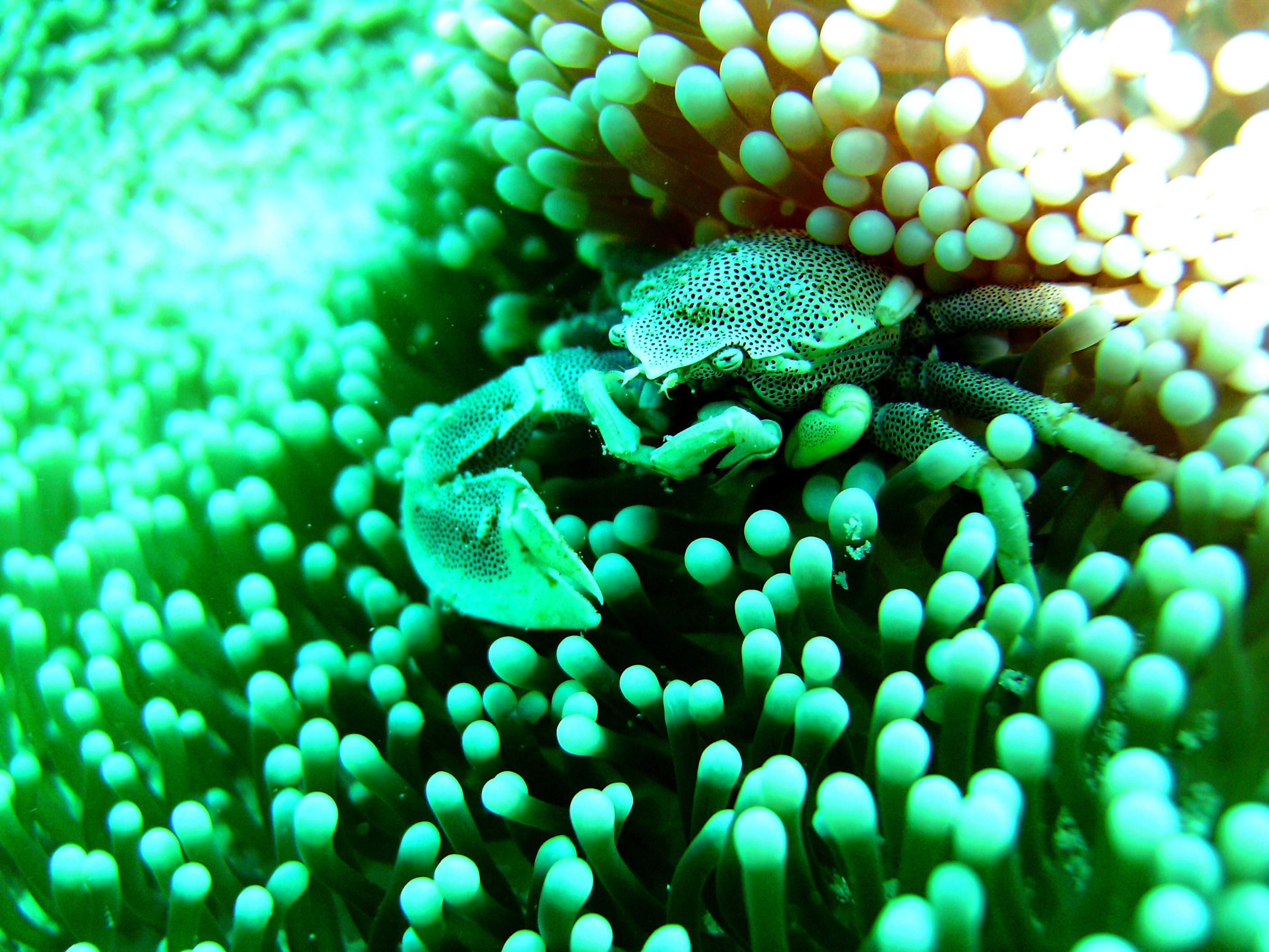 May2009_Coron_Underwater_Pics_078