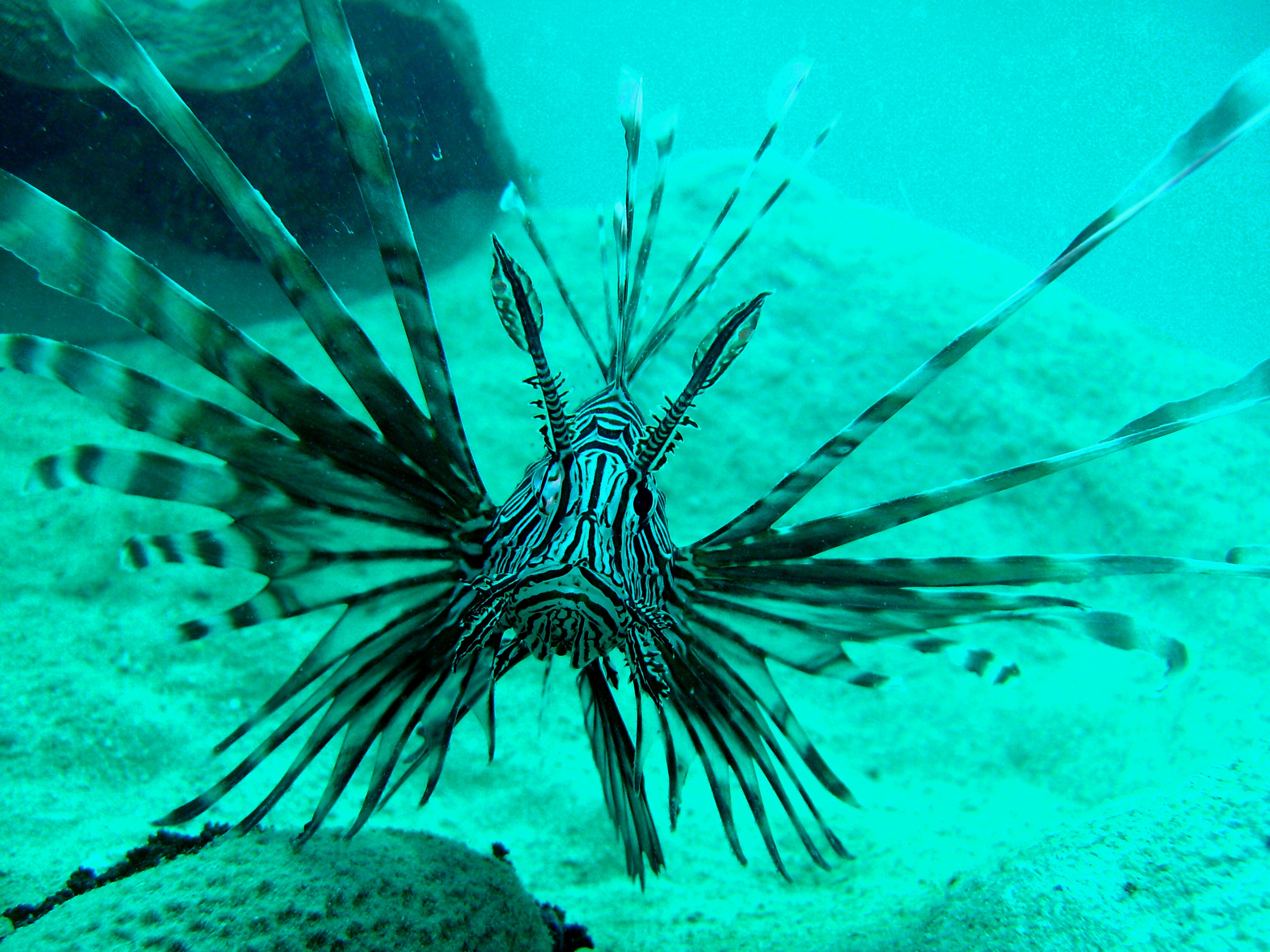 May2009_Coron_Underwater_Pics_102