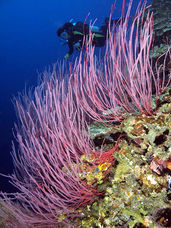 Mayang_and_soft_coral