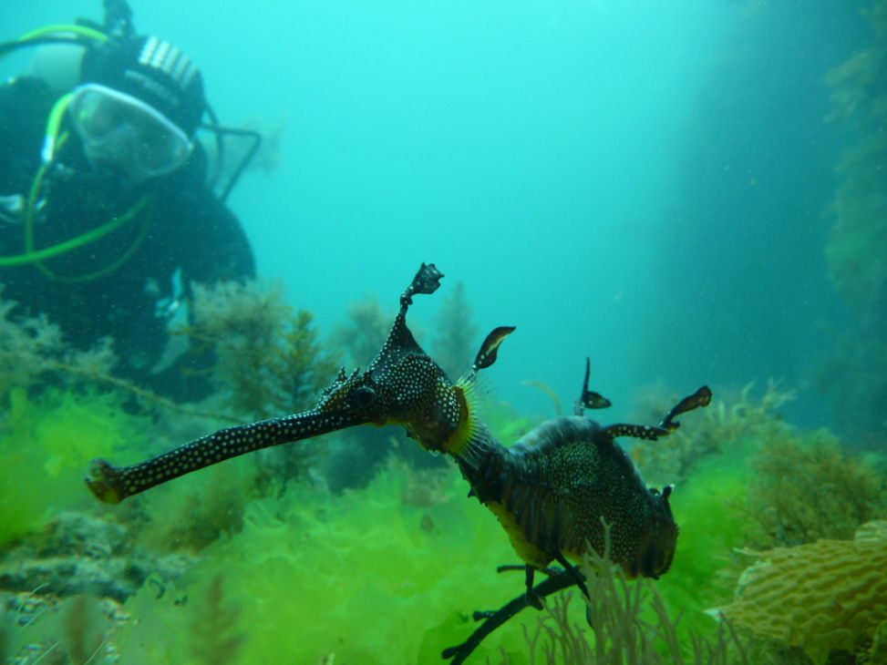 Me + a Weedy (Phyllopteryx taeniolatus)