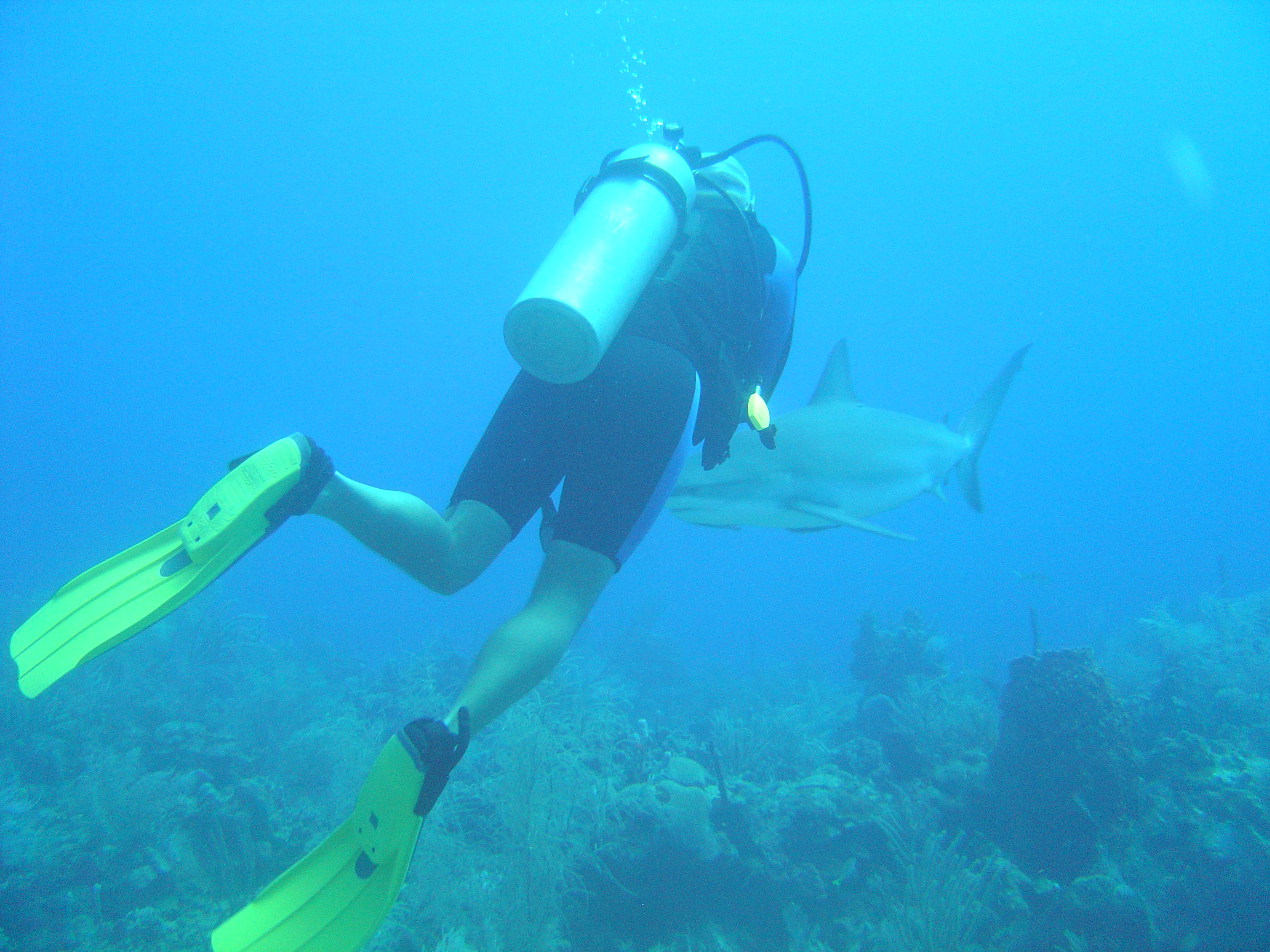 me and a grey tip reef shark - roatan